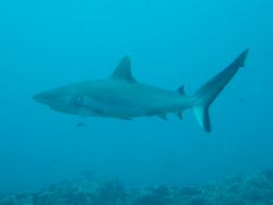 Large Grey reef Maldives by Darren Hughes 